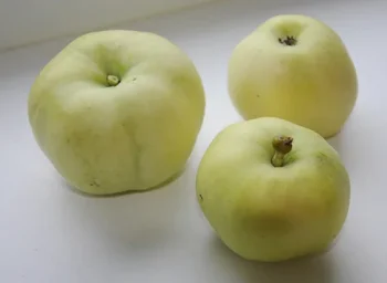 Сорт яблони Белый налив 0