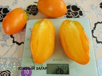 Сорт томата Южный загар 1