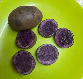 Сорт картофеля Гурман 2