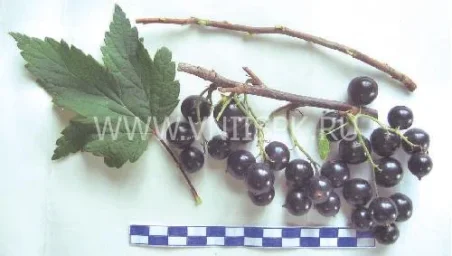 Сорт смородины черной Суйга 0