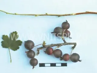 Сорт крыжовника Мысовский 37
