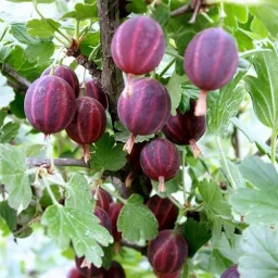 Сорт крыжовника Консул (Сенатор) 0