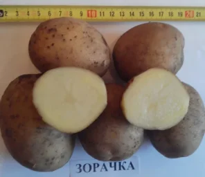 Сорт картофеля Зорачка 2