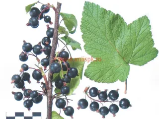 Сорт смородины черной Орловия