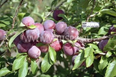 Сорт сливы китайской Узюк 0