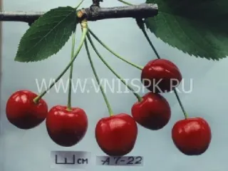 Сорт черешни Лена