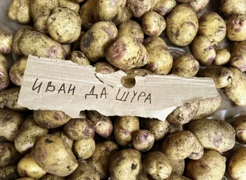 Сорт картофеля Иван да Шура 2