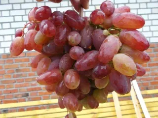 Сорт винограда Юлиан
