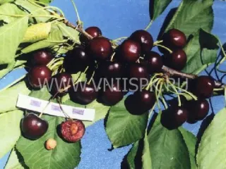 Сорт черешни Дар Изобилия