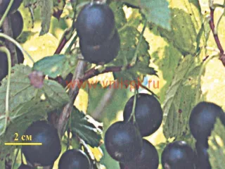 Сорт смородины черной Аркадия