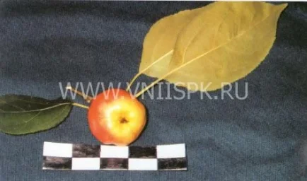 Сорт яблони Лалетино 0