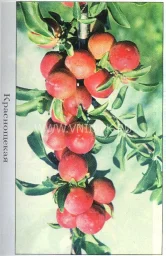 Сорт сливы китайской Краснощекая 0