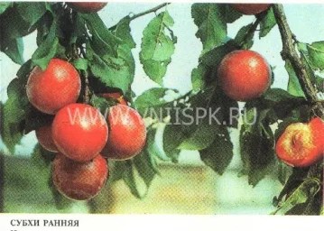 Сорт алычи Субхи Ранняя 0