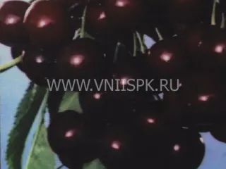 Сорт черешни Жаннет