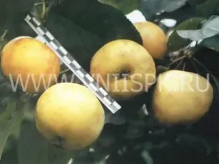 Сорт яблони Атлантка