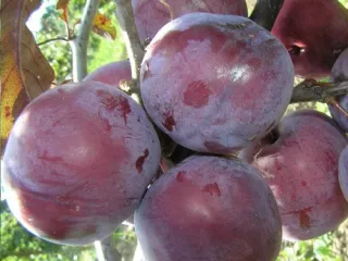 Сорт алычи Лама