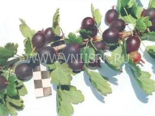 Сорт крыжовника Некрасовский