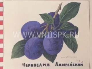 Сорт сливы домашней Чернослив Адыгейский