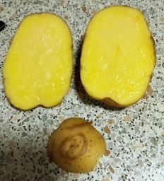 Сорт картофеля Садон 2