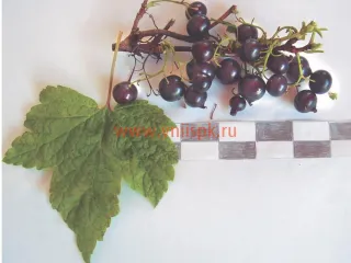 Сорт смородины черной Мурманчанка