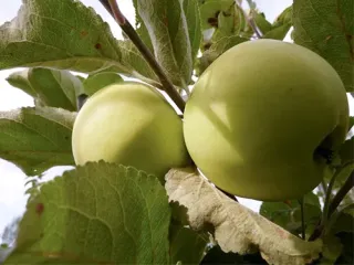 Сорт яблони Народное