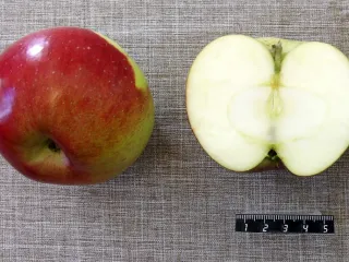Сорт яблони Чародейка
