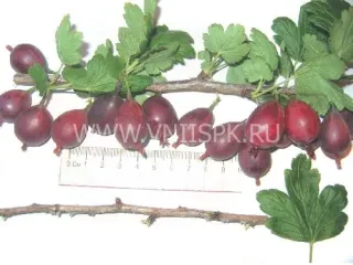 Сорт крыжовника Серенада
