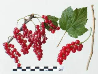 Сорт смородины красной Орловчанка