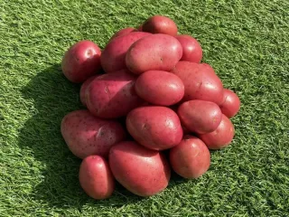 Сорт картофеля Алуэт