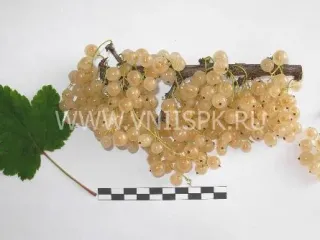 Сорт смородины красной Беляна