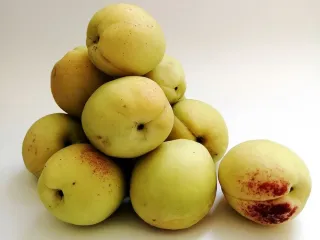 Сорт абрикоса Россиянин