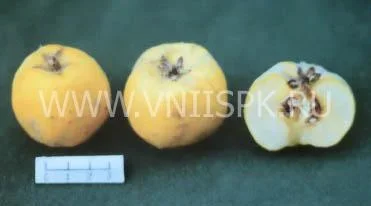 Сорт айвы Скороспелка 0