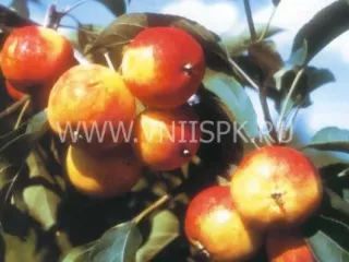 Сорт яблони Пальметта