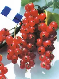 Сорт смородины красной Орловская Звезда 1