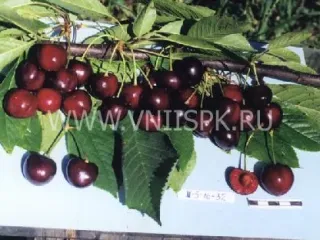 Сорт черешни Утро Кубани