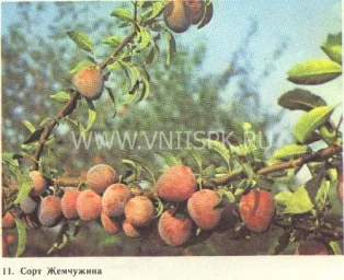 Сорт алычи Жемчужина 0