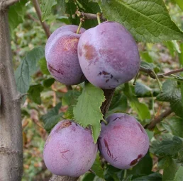 Сорт сливы Анна Шпет 0