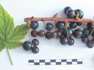 Сорт смородины черной Лучия