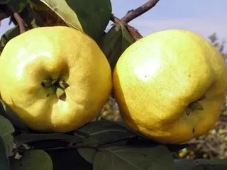 Сорт айвы Новорична