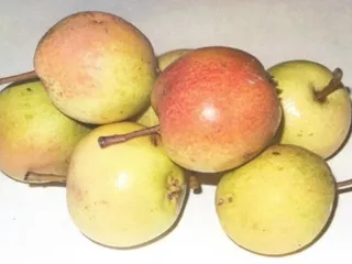 Сорт груши Первушинская