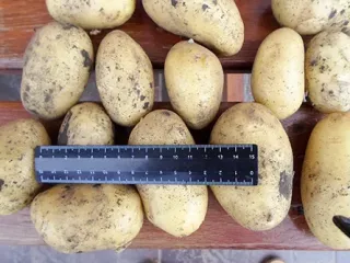 Сорт картофеля Коломба (Коломбо)