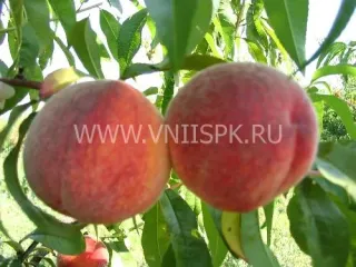 Сорт персика Память Симиренко