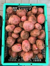 Сорт картофеля Шарвари пирошка 0