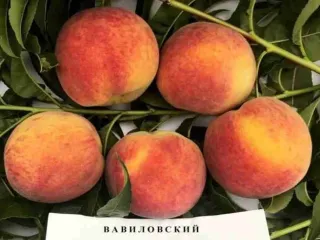 Сорт персика Вавиловский