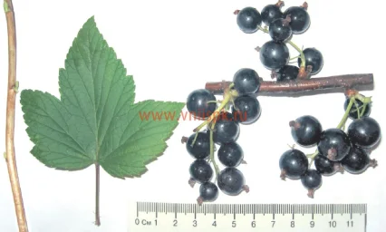 Сорт смородины черной Зелёная Дымка 0