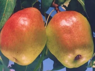 Сорт груши Изумрудная