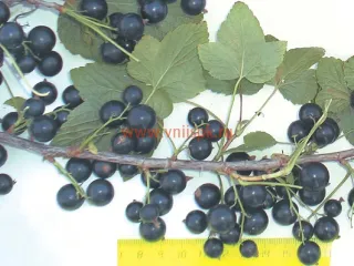 Сорт смородины черной Караидель