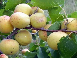 Сорт абрикоса Кичигинский