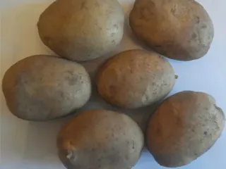 Сорт картофеля Уладар