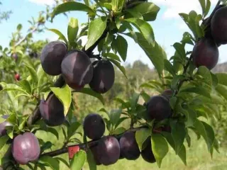 Сорт сливы китайской Караташ